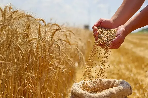 روز گندم و نان (۳۱ فروردین ) و ارتباط آن با سلامت جامعه و رشد اقتصادی پایدار